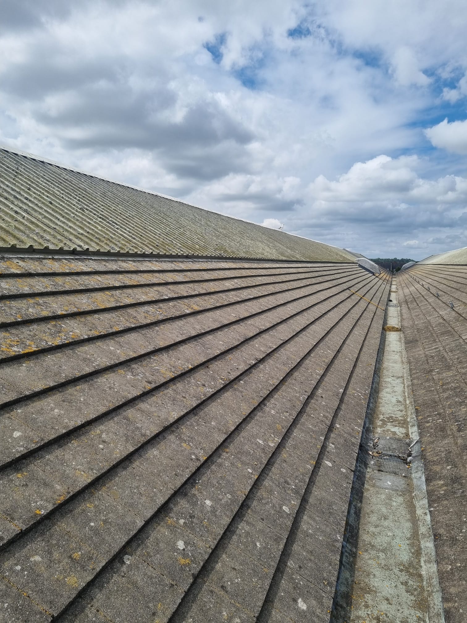 Commercial Buildings Moss Removal