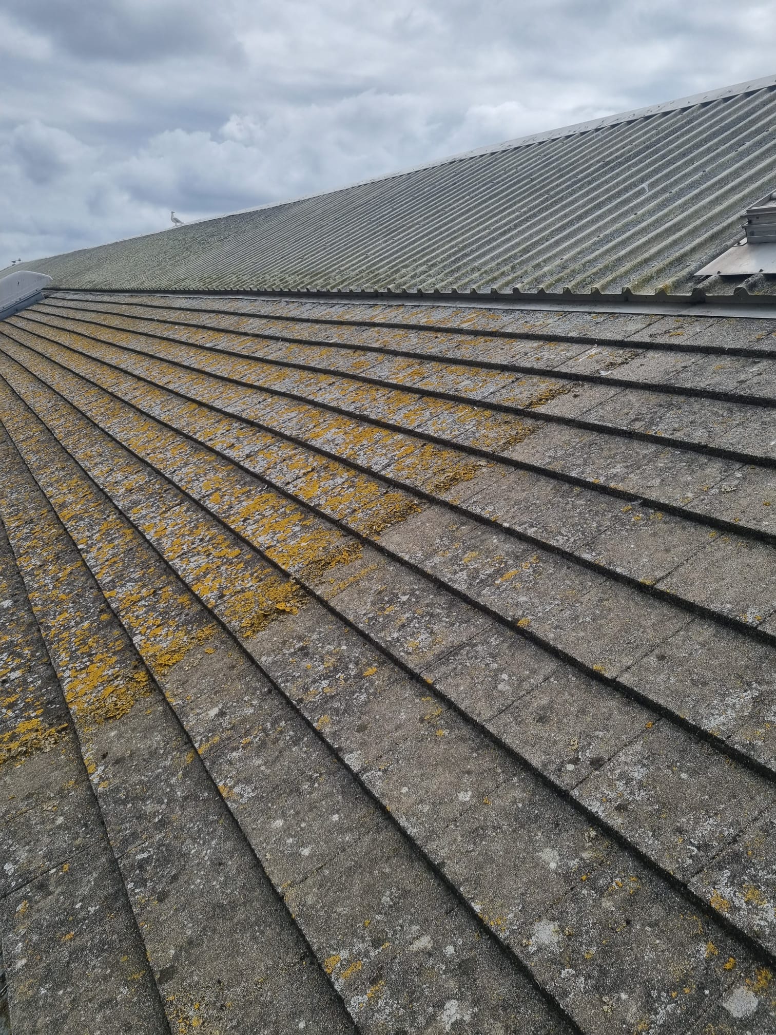 Commercial Buildings Moss Removal